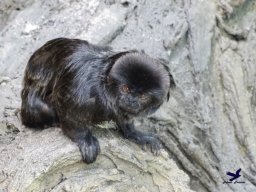 Haus des Meeres 13.03.2026